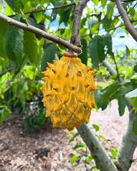 Rollinia Fruit Plant