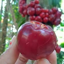 Ruruhi Fruit Layer Plant