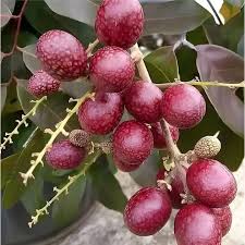 Ruby longan Grafted