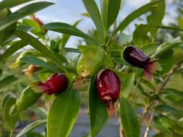 Savannah Cherry plant