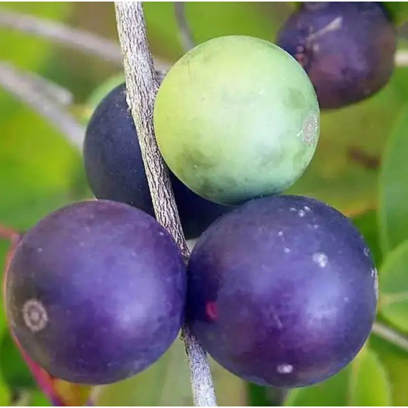 Blue Jaboticaba Fruit Plant