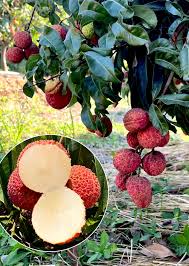 Seedless Lychee layer Plant