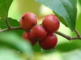 Sweet Lubi  Layer plant