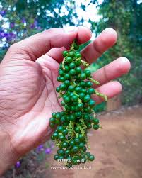 Tekkan pepper Plants (4nos pack)