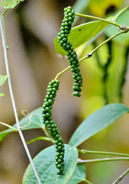Thevam black pepper (4 nos) Plant