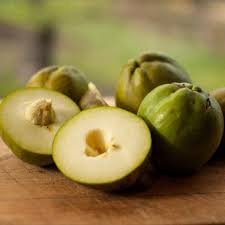 White sapota Plant