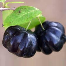 Zill Dark Cherry Plant