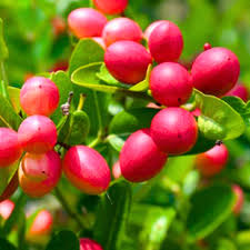 Bakery Cherry Fruit plant