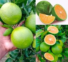 Bari Sweet Orange Layer Plant