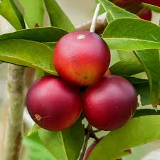 Camu Camu Plant