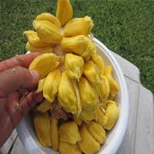 Cempedak Grafted Plant