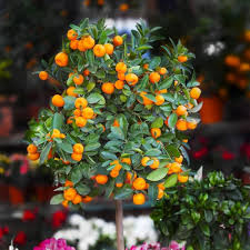 Chineese bush orange layer Plants