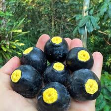 Dabai Fruit Plant