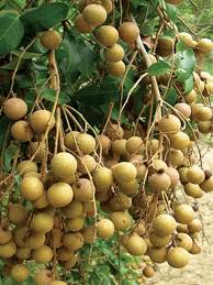 Diamond River Longan Grafted