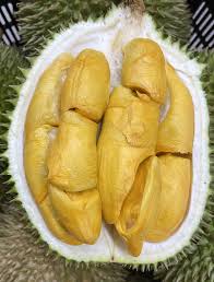 Durian D101 Grafted plant