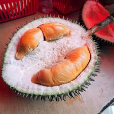 Durian Red Prawn grafted Plants