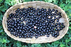 Guamirim fruit plant