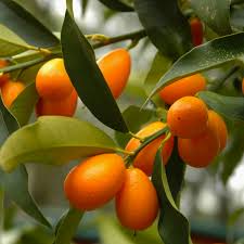 Isreal kumquat orange layer Plant
