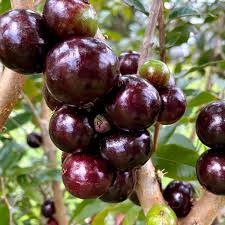 jaboticaba Precoce fruit plant
