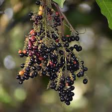 Kak Jam Fruit