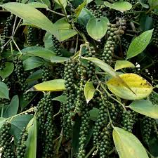 Karimunda Papper plant (4 Pack)