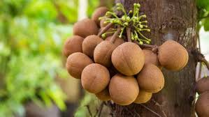 Kepel fruit Plant M