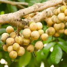 Langsat Fruit Plant
