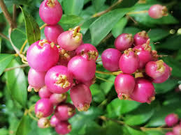 Lilly Pilly Fruit Layer Plant
