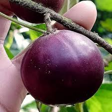 Manila Tennis Ball Cherry Layer Plant