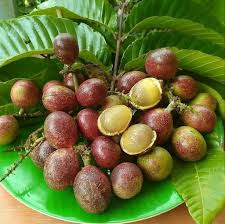 Purple Soft Skin Matoa Plant