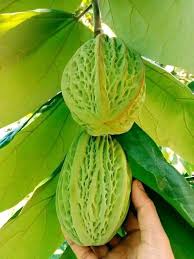 Mocambo Fruit Plants