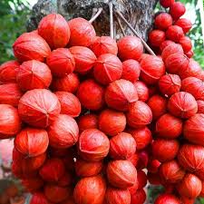 Mooty fruit