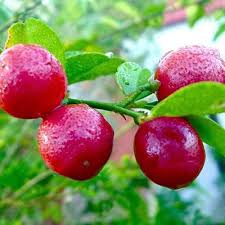 Red lemon Layer Plant