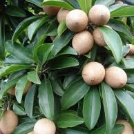 Sapota layer Plant
