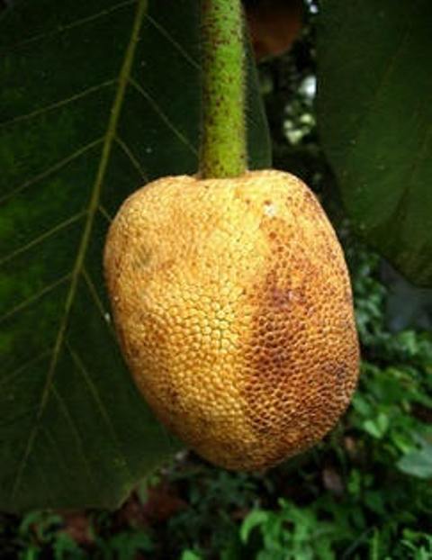 Sarawakensis Layer Fruit Plant (Artocarpus)
