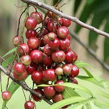 Terengganu cherry