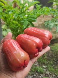 Ummer Chamba Layer Plant