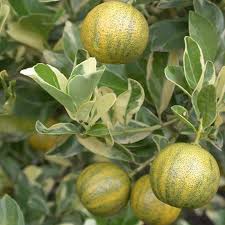 Verigated Lemon Layer Plant