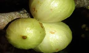 Jaboticaba white Honey
